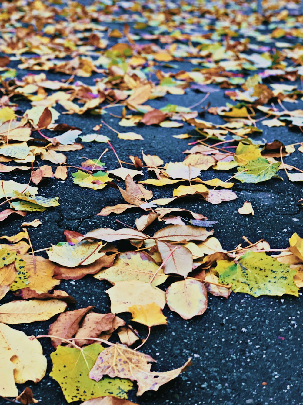 brown and green leaves on black asphalt road