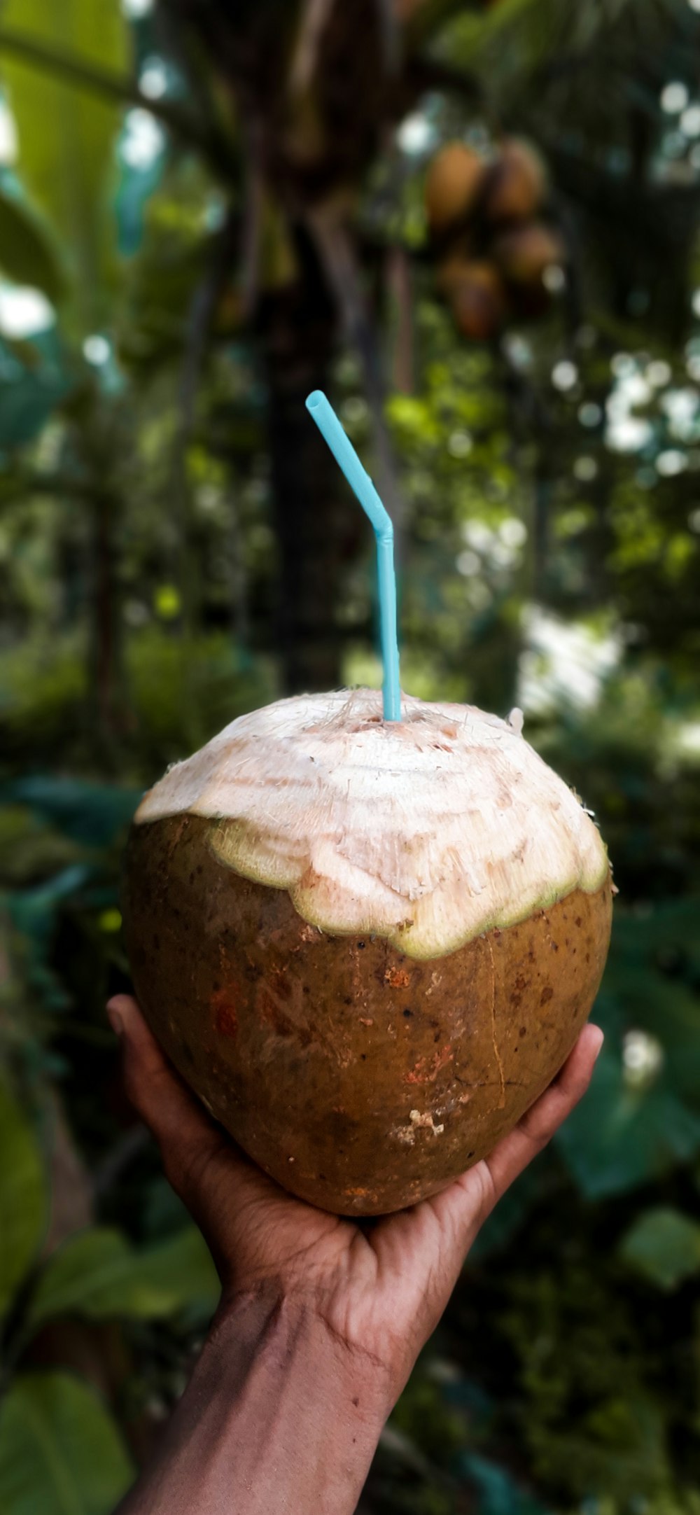 person holding coconut fruit with blue straw