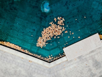 white and yellow flowers on swimming pool