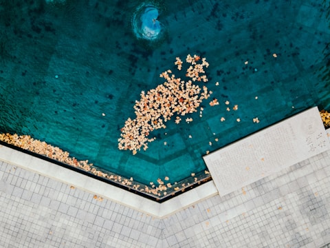 white and yellow flowers on swimming pool