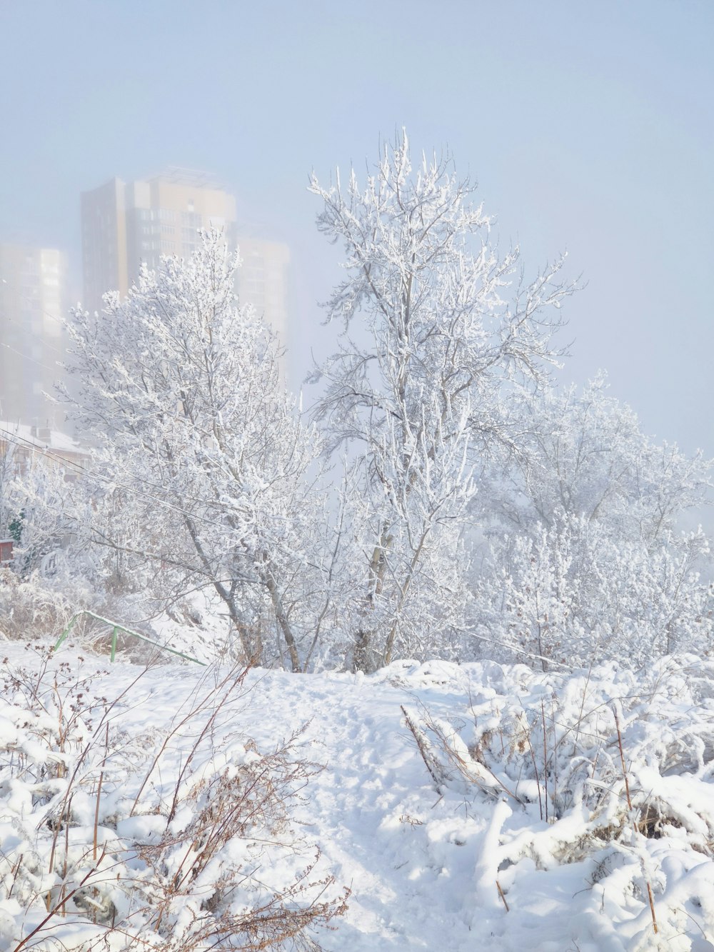 snow covered trees and buildings during daytime