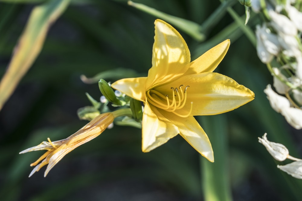 yellow flower in tilt shift lens