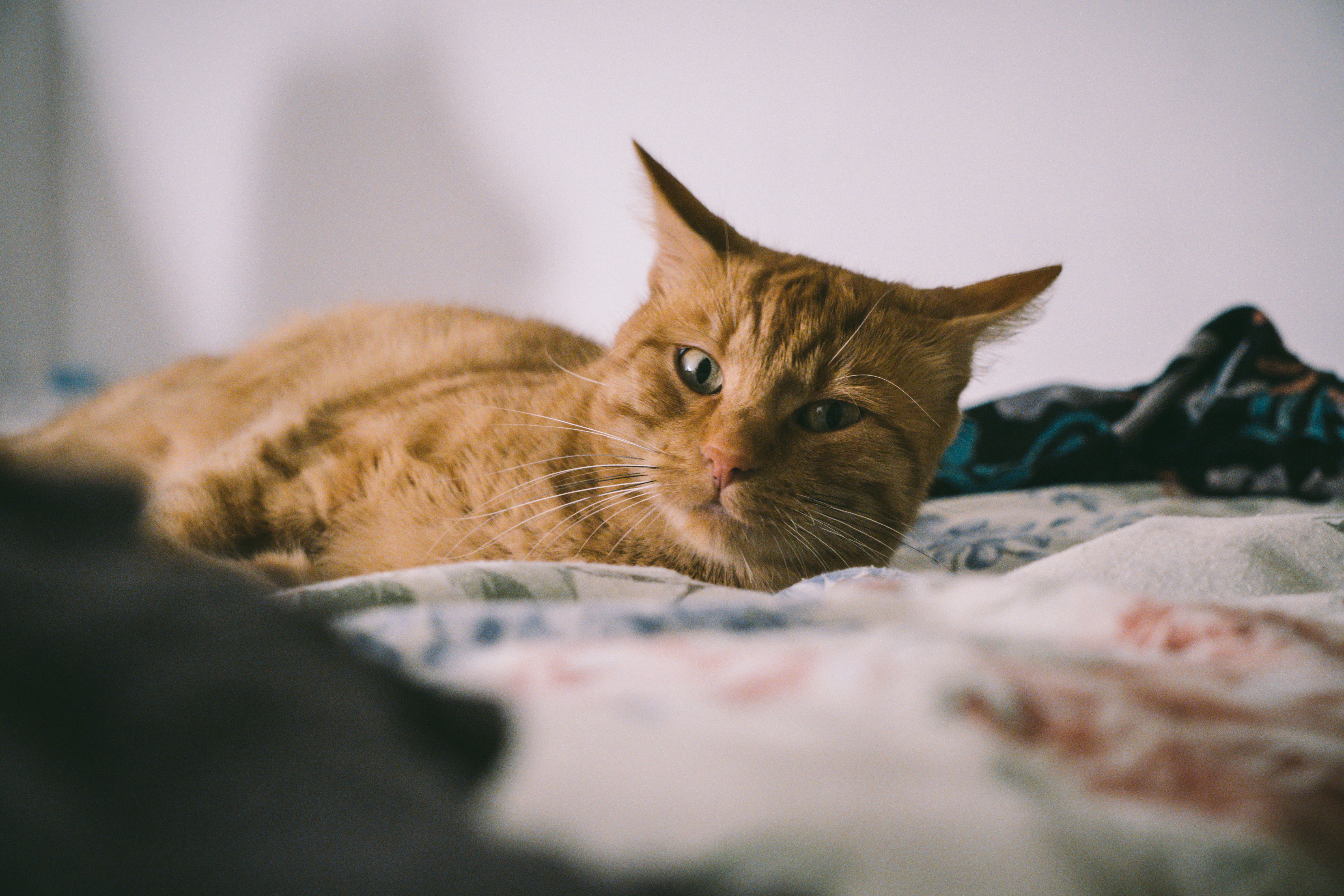 The Purr Motor That Never Stops (image credits: unsplash)