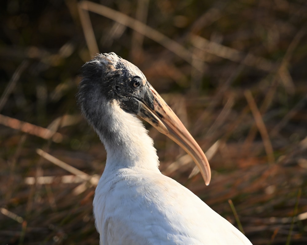 pássaro branco na grama marrom