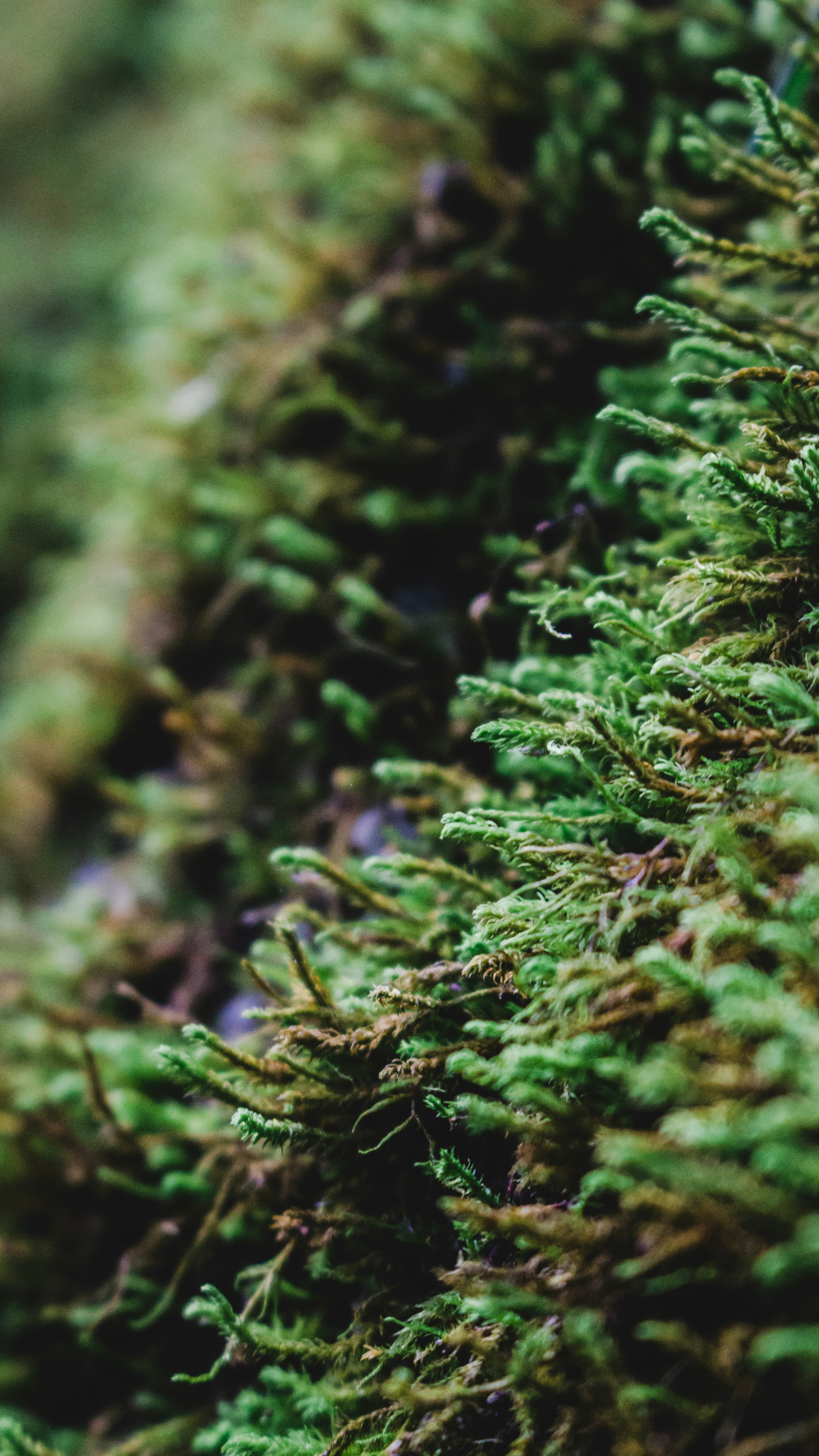 Photo by roman_lupan