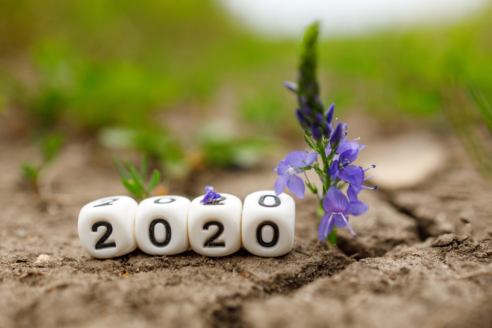 white and purple flowers on brown soil