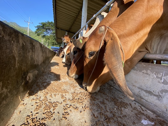 Several cows with brown coats are eating pellets from a trough in a farm setting. The structure has a sloped roof and is surrounded by trees and fencing. Sunlight creates contrasting shadows on the ground.