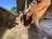 Several cows with brown coats are eating pellets from a trough in a farm setting. The structure has a sloped roof and is surrounded by trees and fencing. Sunlight creates contrasting shadows on the ground.