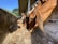 Several cows with brown coats are eating pellets from a trough in a farm setting. The structure has a sloped roof and is surrounded by trees and fencing. Sunlight creates contrasting shadows on the ground.