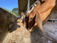 Several cows with brown coats are eating pellets from a trough in a farm setting. The structure has a sloped roof and is surrounded by trees and fencing. Sunlight creates contrasting shadows on the ground.