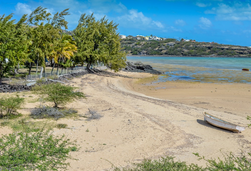 green palm trees on beach shore during daytime