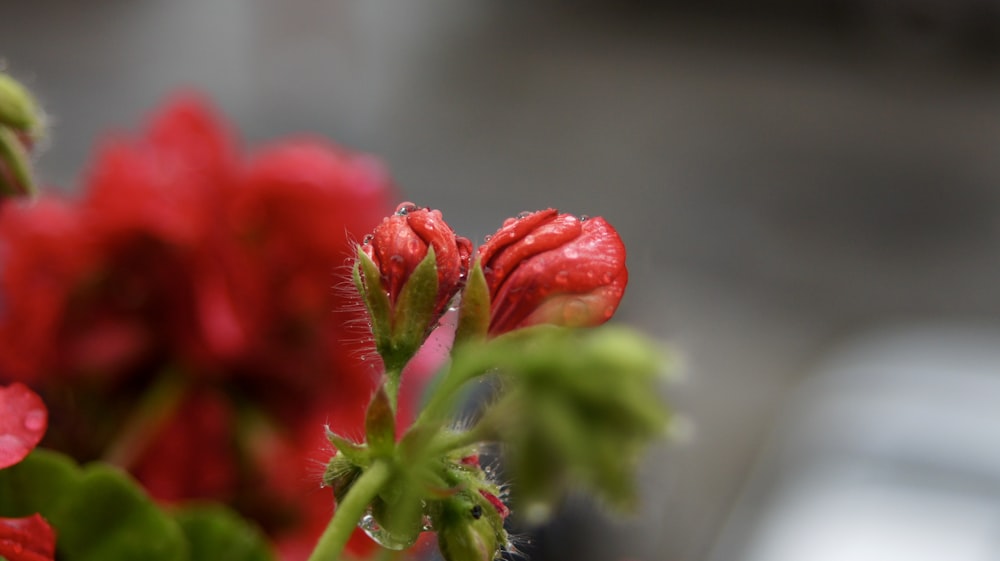 red flower in tilt shift lens