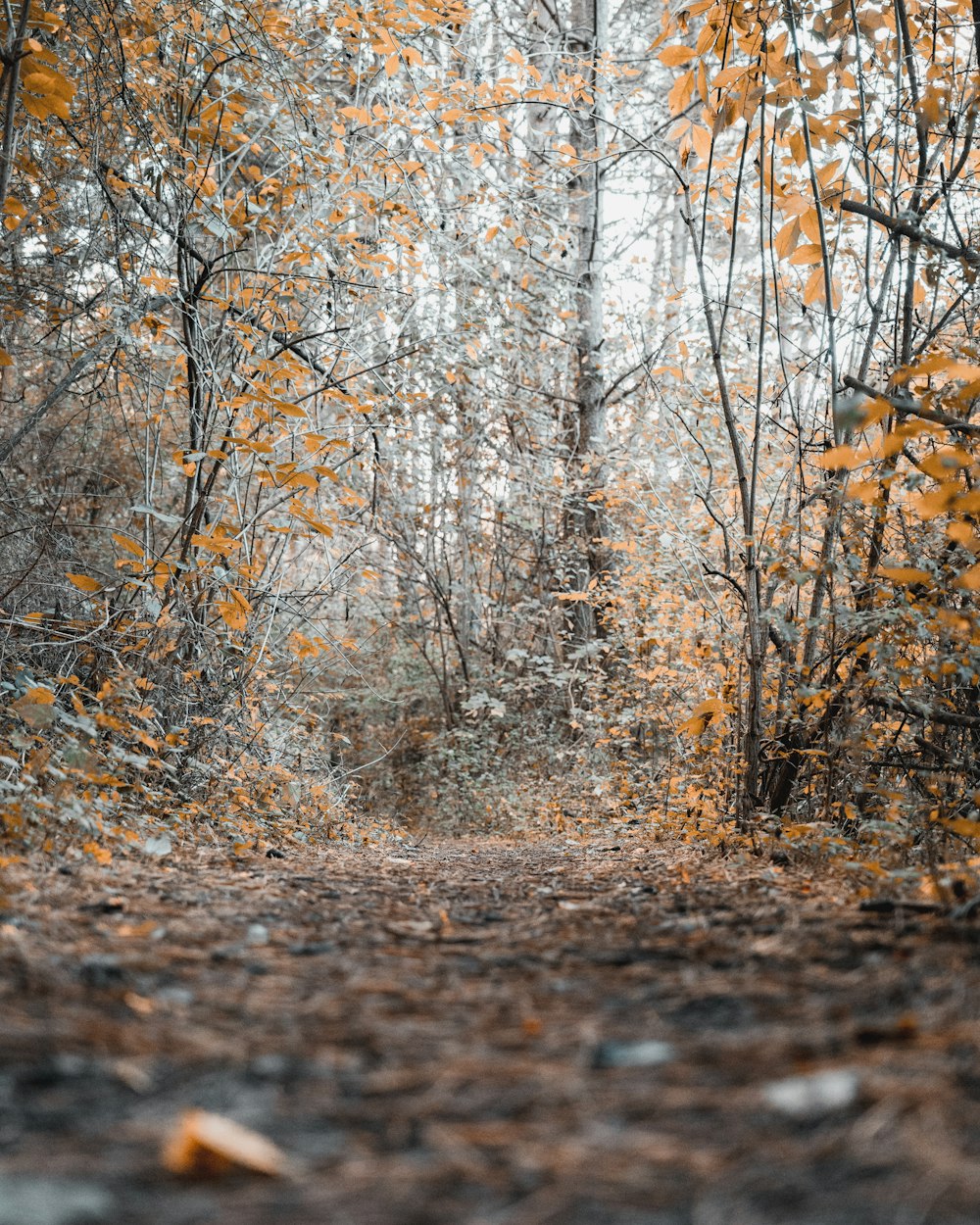 brown trees on brown field during daytime