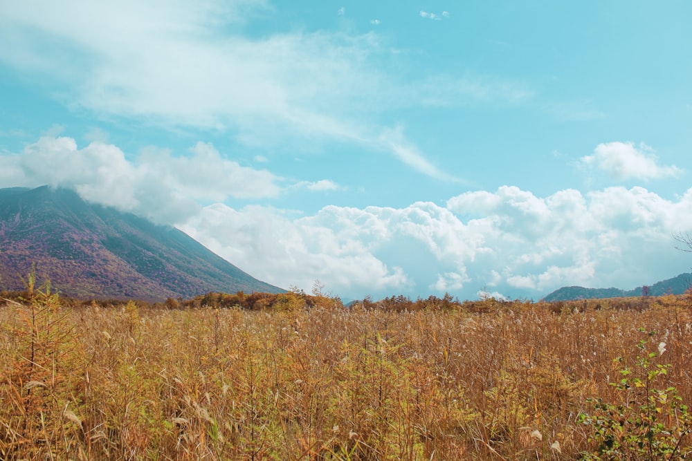 brown grass field near mountain under blue sky during daytime