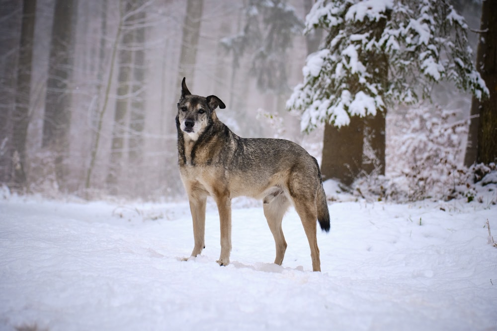 lobo marrom e preto andando no chão coberto de neve durante o dia
