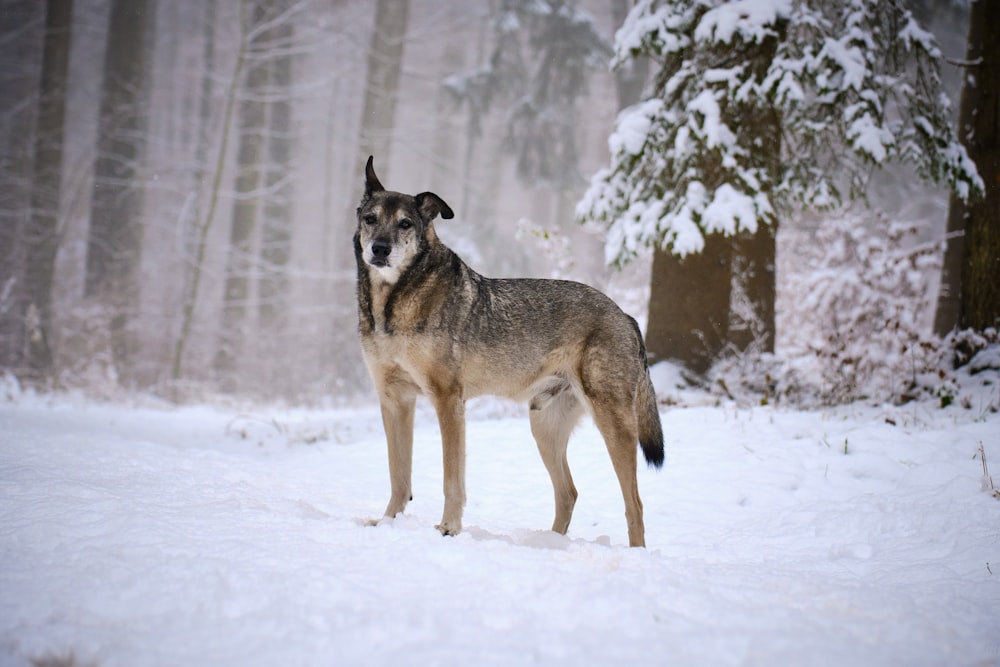 lobo marrón y negro caminando sobre suelo cubierto de nieve durante el día