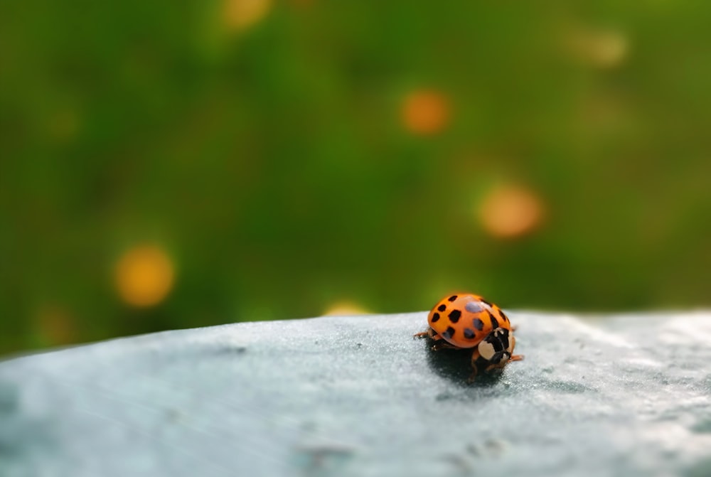 orange and black ladybug on white concrete wall