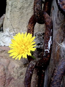 Sunny Fence Bloom