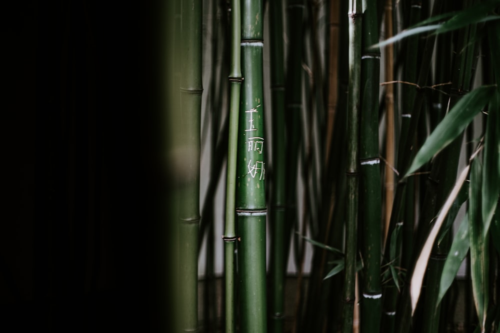 A close up of a bamboo stick with a bug crawling on it photo – Free Bamboo  Image on Unsplash