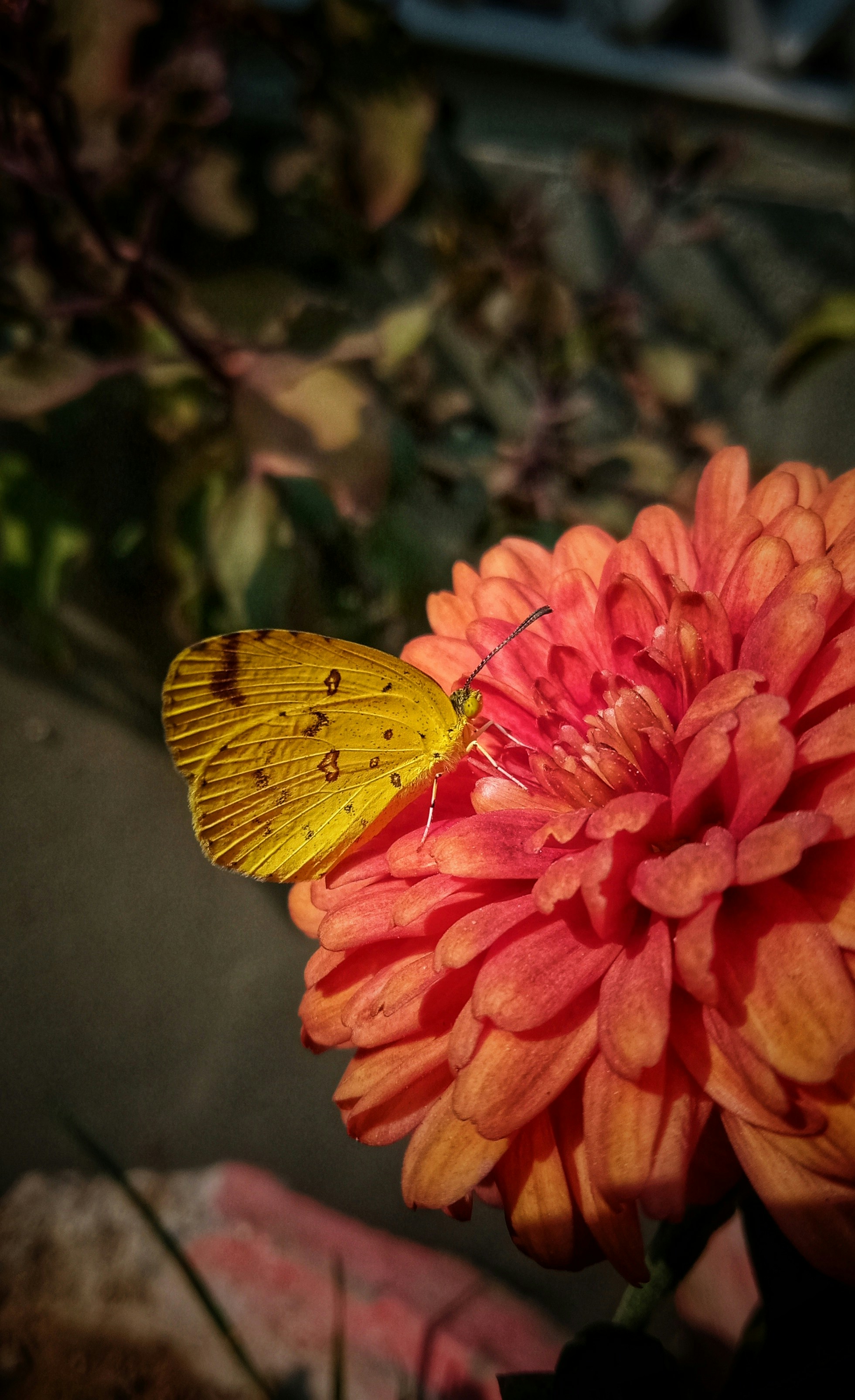 赤い花に黄色い蝶の写真 Unsplashで見つける無脊椎動物の無料写真