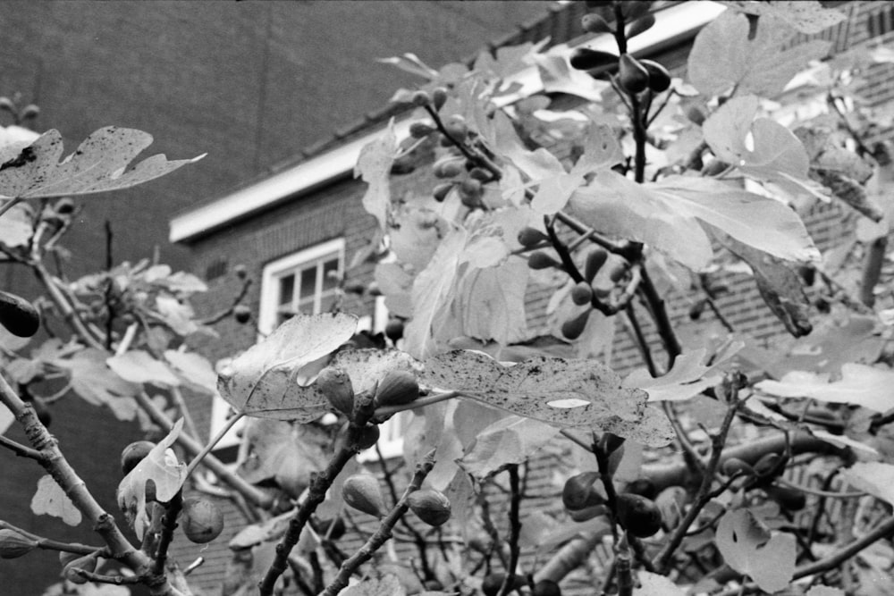 grayscale photo of a flower