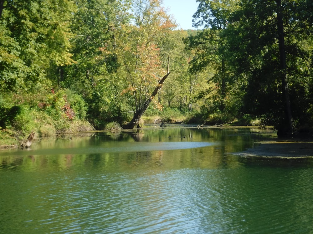 árvores verdes ao lado do rio durante o dia