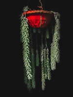 A delicate kokedama featuring lush succulents hanging by natural twine.