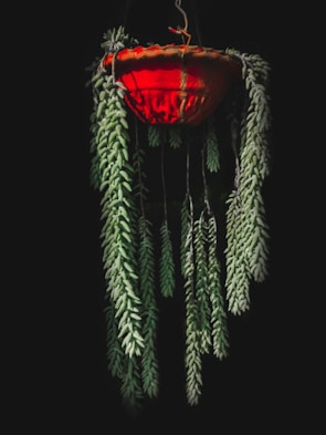 A delicate kokedama featuring lush succulents hanging by natural twine.