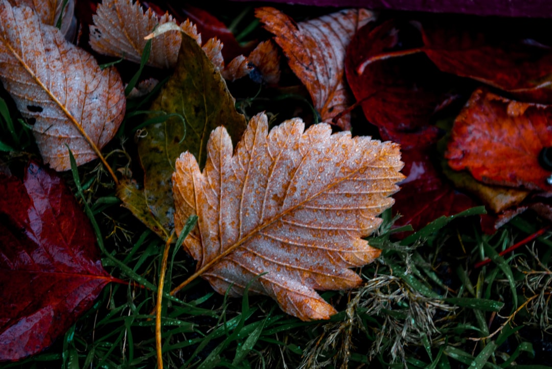 brown and red maple leaf on green grass