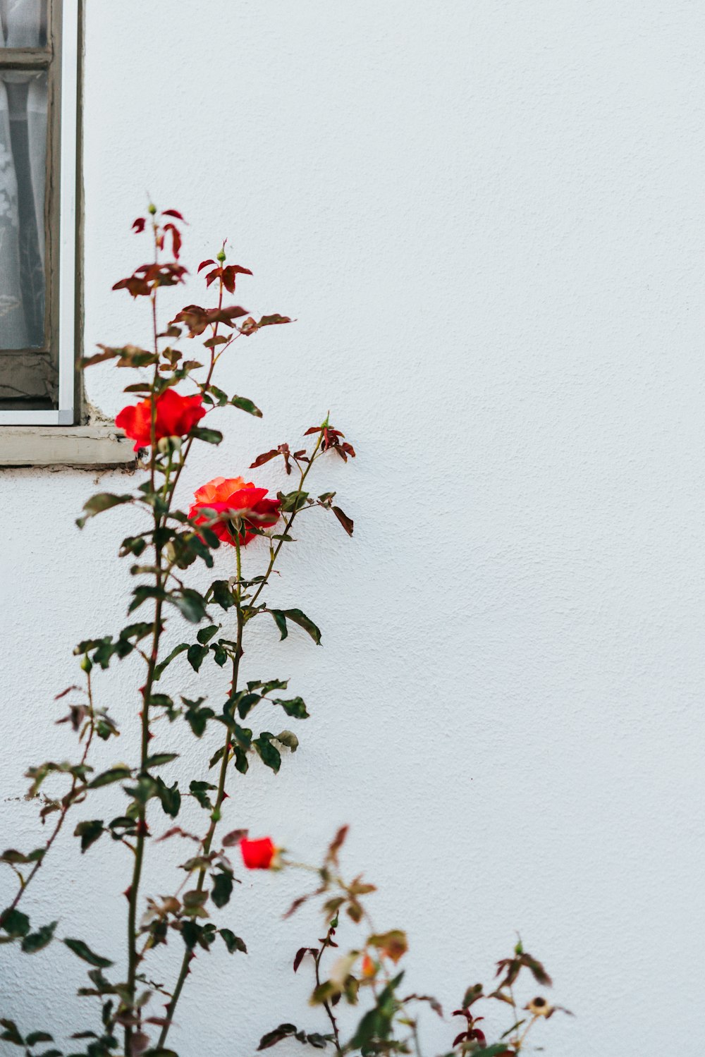 red flower buds on white wall