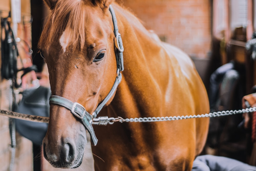 brown horse with silver chain