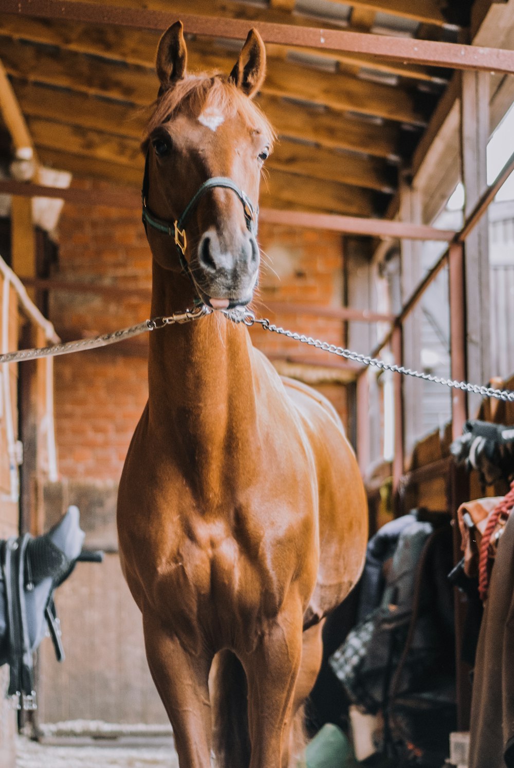 brown horse in a cage