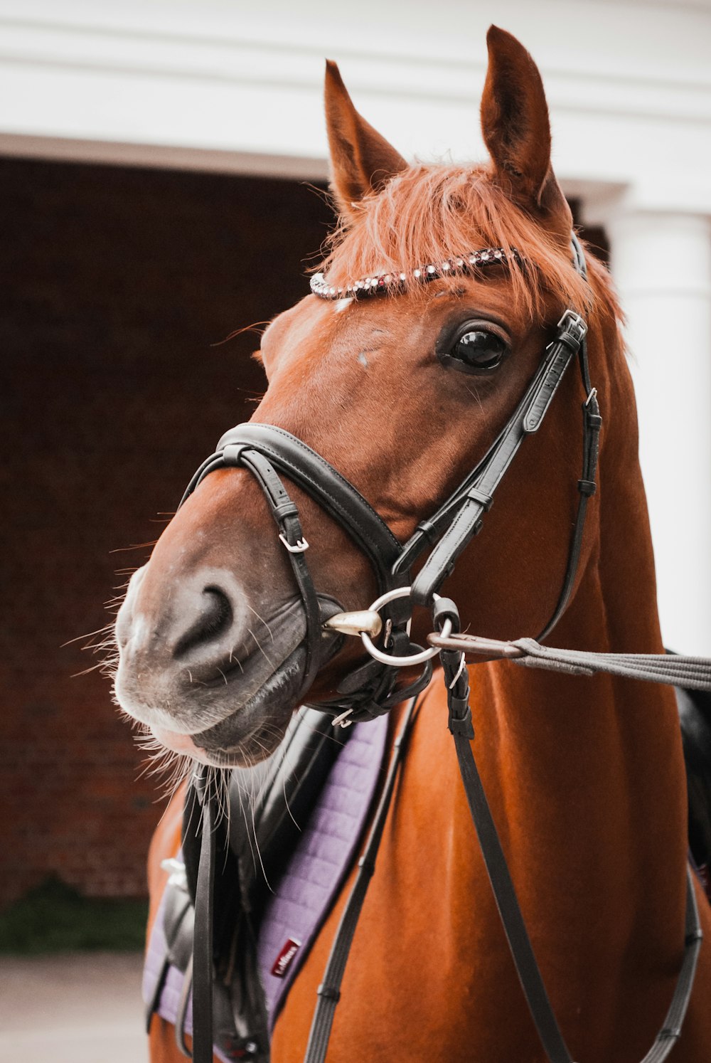 brown and white horse with black leather strap