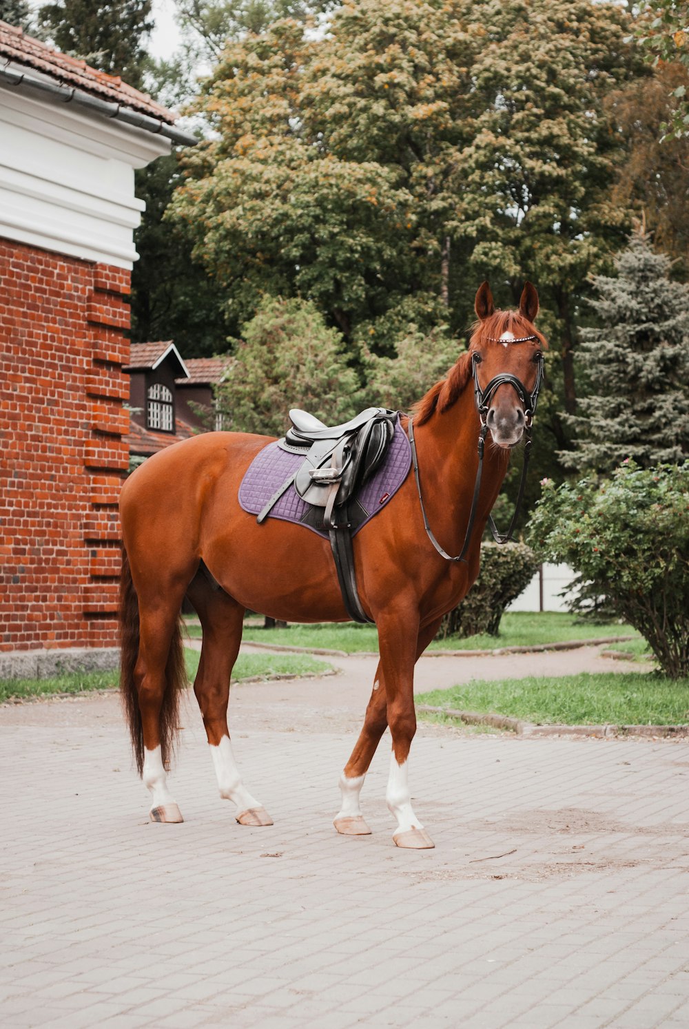 brown horse with white cowboy hat