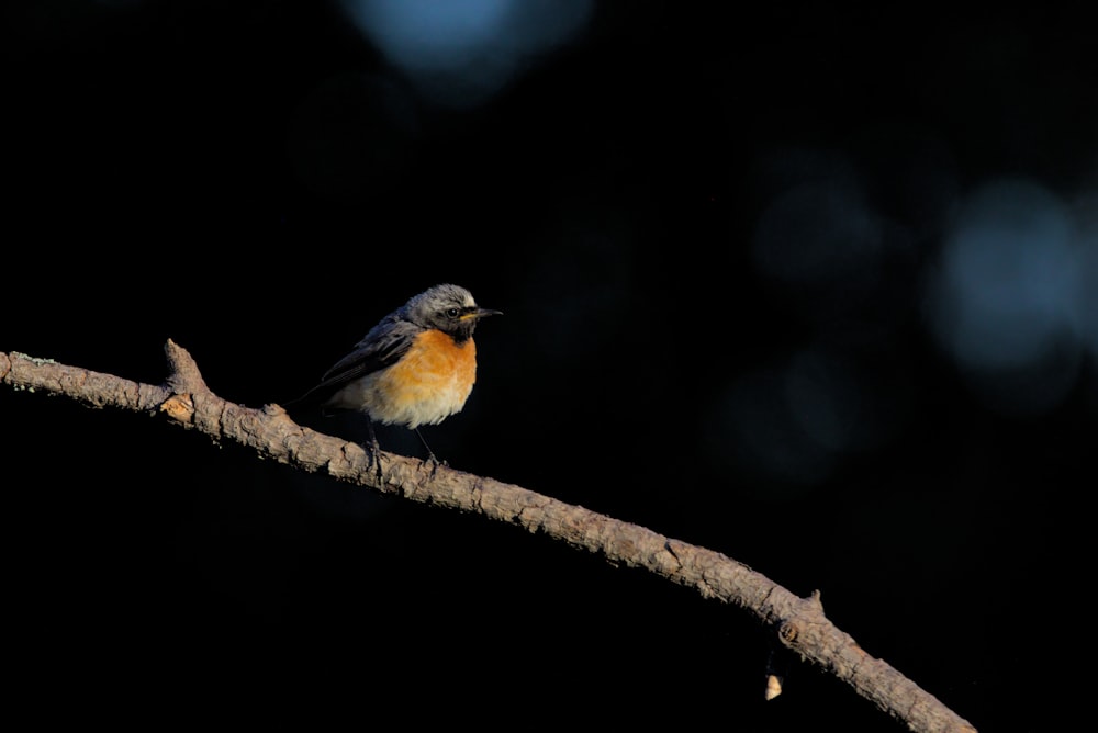 brown and black bird on brown tree branch