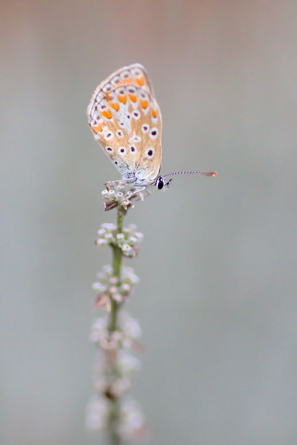 brown and white butterfly perched on white flower in close up photography during daytime