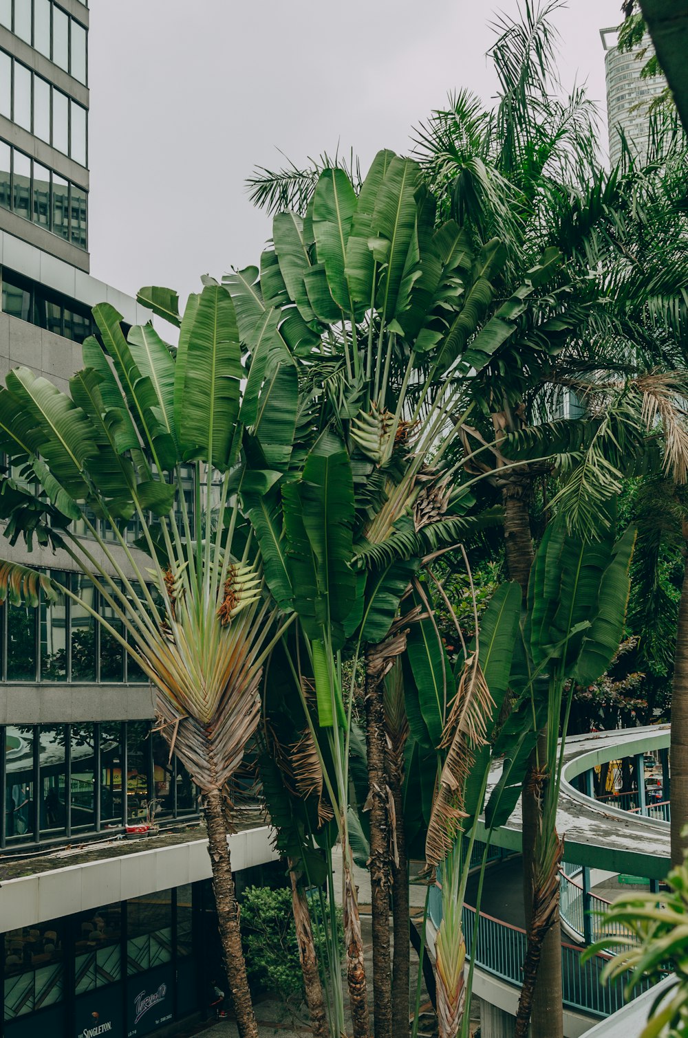 green palm tree near white concrete building during daytime