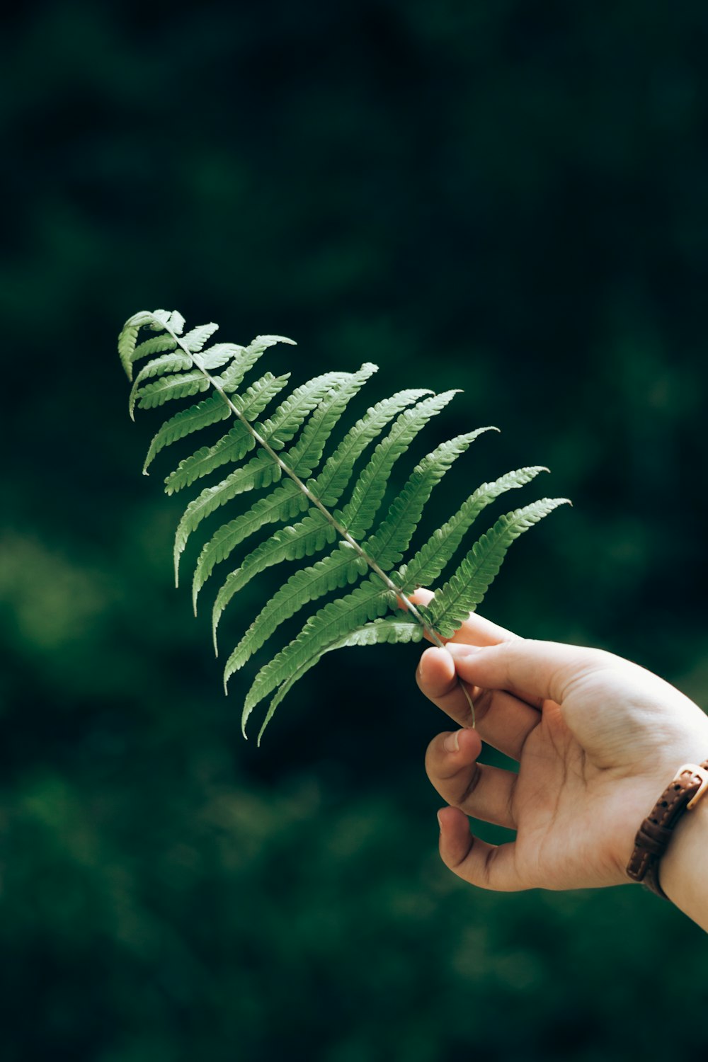 person holding green leaf during daytime