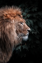 lion lying on green grass during daytime