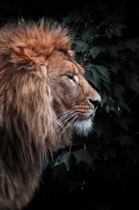 lion lying on green grass during daytime