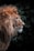 A majestic lion with a thick, richly colored mane stands in profile against a backdrop of dark green leaves. The lighting accentuates the textures of the lion's fur and the shadows cast by the foliage.
