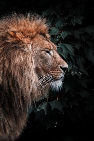 A majestic lion with a thick, richly colored mane stands in profile against a backdrop of dark green leaves. The lighting accentuates the textures of the lion's fur and the shadows cast by the foliage.