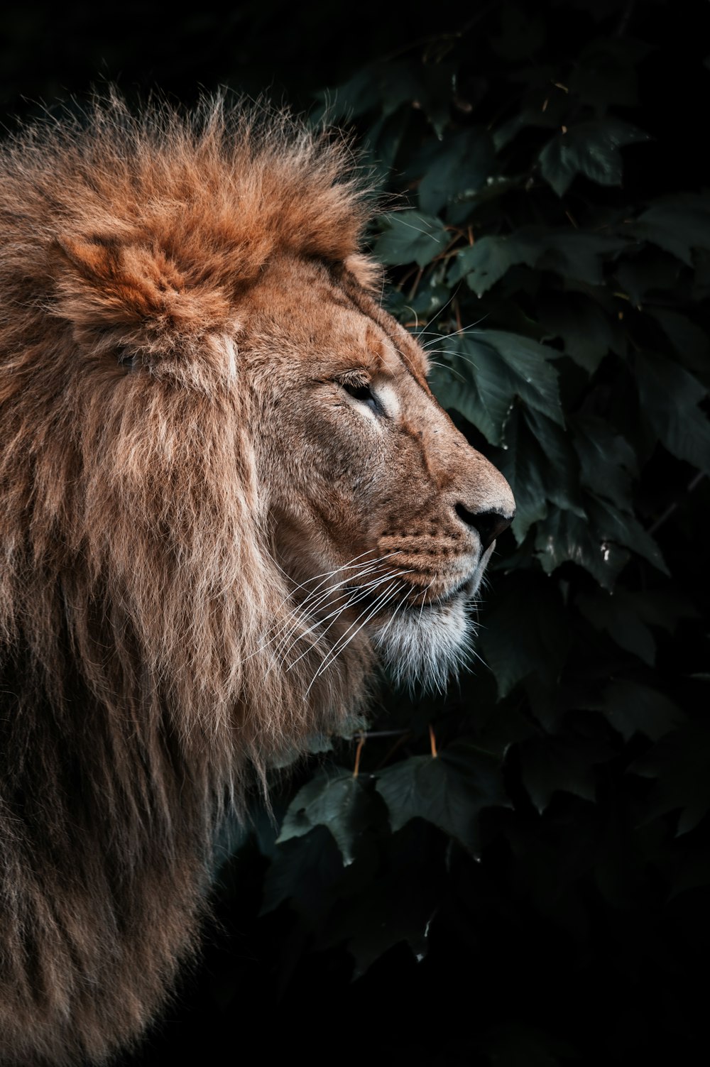 lion couché sur l’herbe verte pendant la journée