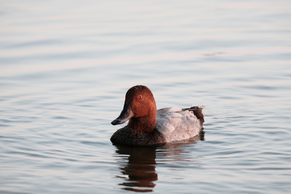 brown duck on water during daytime