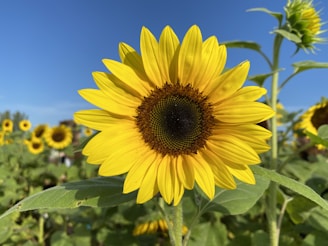 Yellow sunflower under a blue sky, symbolizing brightness, health, and vitality.