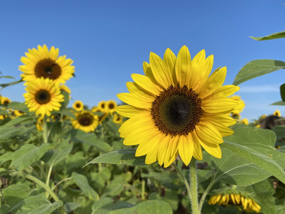 yellow sunflower in close up photography