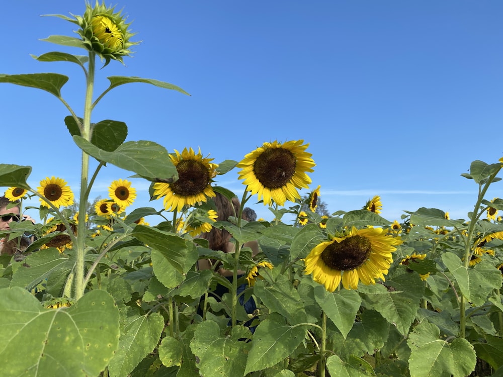 sunflower field under blue sky during daytime