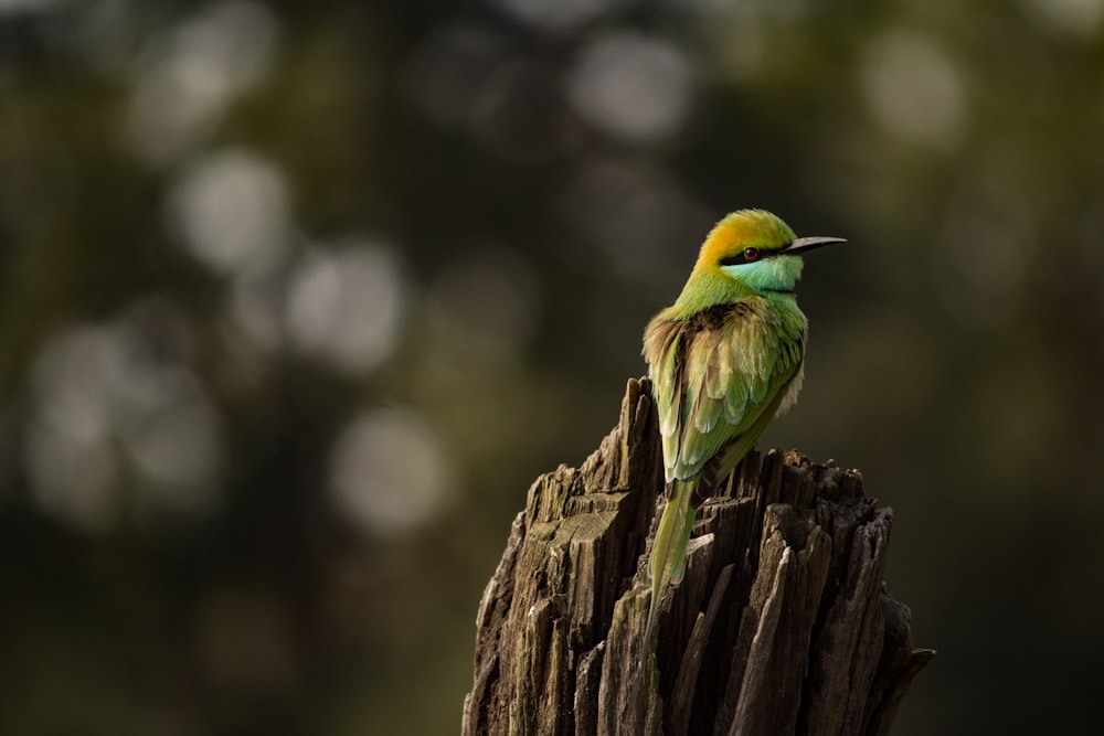 green and brown bird on brown tree branch