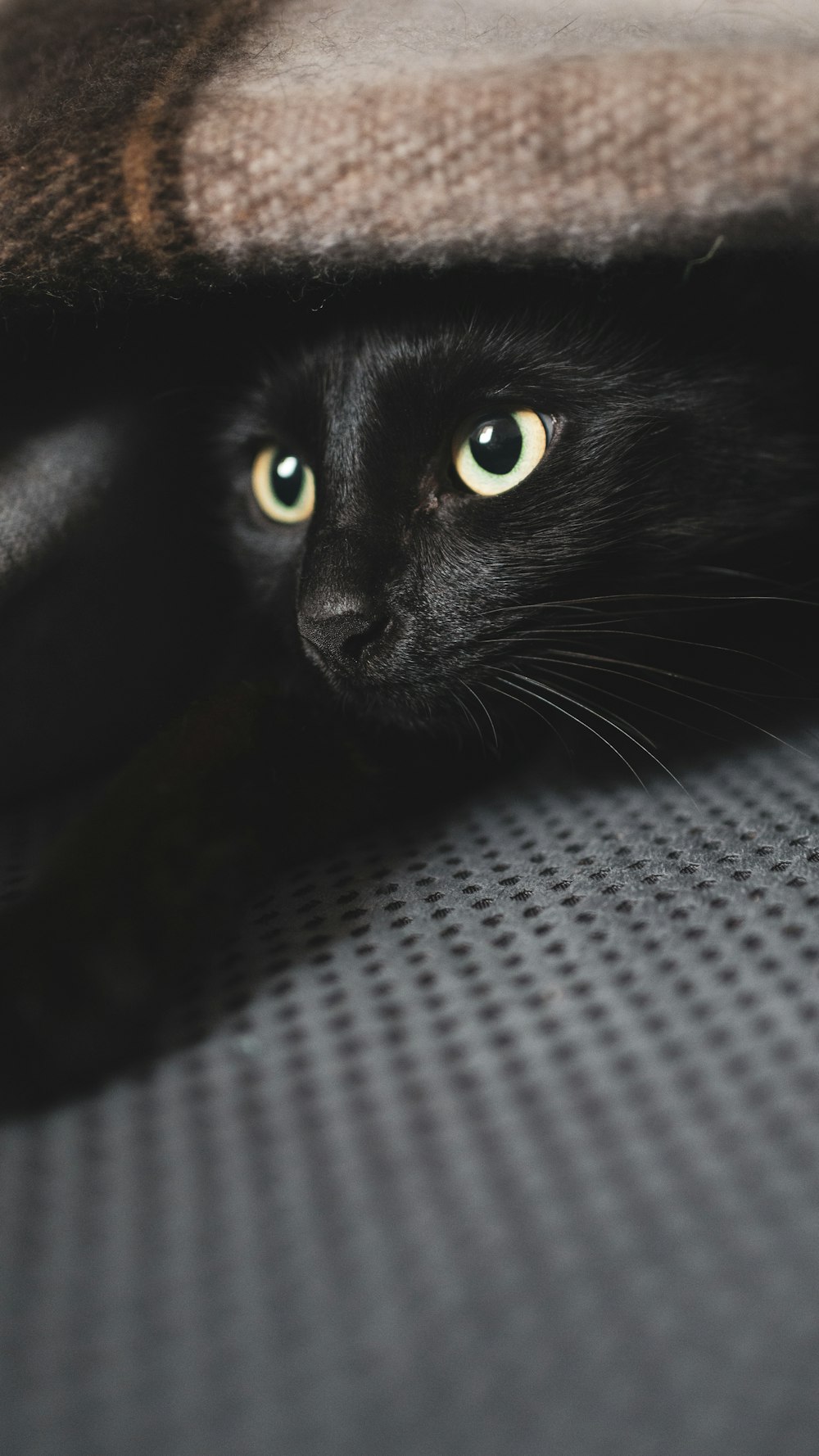 black cat lying on white textile