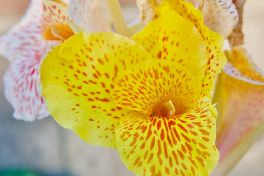 fiore giallo e bianco nella fotografia ravvicinata